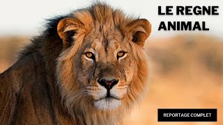 DOCUMENTAIRE ANIMALIER  LE REGNE ANIMAL  REPORTAGE COMPLET [upl. by Ennaej]