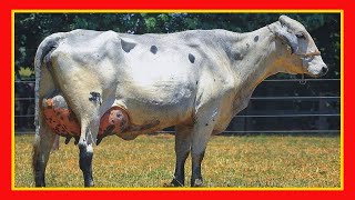 🔴 GANADERIA LECHERA ✅ Cruces Con Cebu Para El Tropico Bajo 🏆 Vacas Lecheras Cow [upl. by Laitselec]