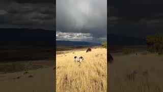 Chukar hunt views hunting wildlife chukar englishsetter upland uplandhunting birdhunting [upl. by Nerek]