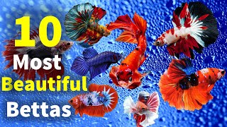 10 Most Beautiful BETTA FISHFighter Fish in the World [upl. by Tremml]