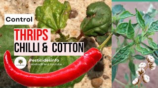 Thiamethoxam and Abamectin Targeting Thrips in Chili and Cotton Crops [upl. by Eneluj117]