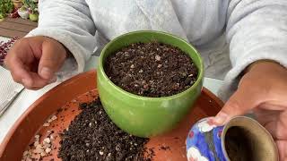 Succulent talk Cotyledon Tomentosa Bears Paw repotting [upl. by Baggs568]