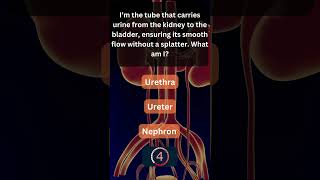 Did You Know This About Your Urinary System 💧 UrinarySystem 2 [upl. by Vaenfila]