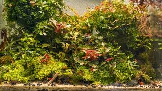 Timelapse of my Green Aqua tank with Red Sakura 🦐 [upl. by Enneles]