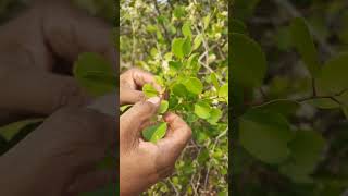 Bharati Baliospermum montanum as wild vegetable [upl. by Koa]