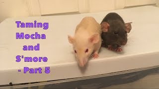 Taming My Skittish Baby Rats  Part 5 [upl. by Hsitirb359]