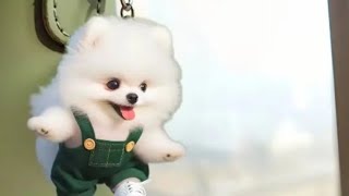 🥳🫨LETS PLAY DOG COIN BANK ASMR SHORTLIVE SHORTFEED TRENDING [upl. by Calabresi459]