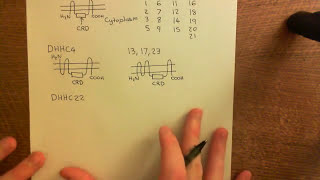 Palmitoylation of Proteins Part 2 [upl. by Ailekat]