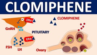 Clomiphene Clomid  Mechanism side effects precautions amp uses [upl. by Narrad]