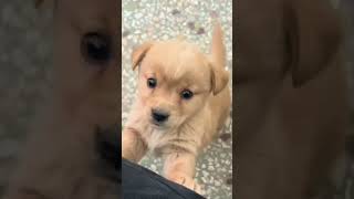 Baby dogcute puppy barking4kviralshorts [upl. by Noyahs]