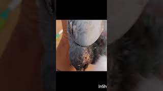 Rescued birdplease rescue Bird 🙏🙏🕊️pigeon king [upl. by Alys]