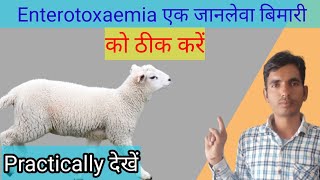 Enterotoxaemia treatment in 🐑 sheep [upl. by Jezrdna]