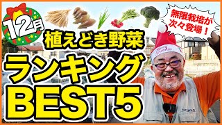 １２月家庭菜園で植える野菜ランキングベスト５！農園で無限栽培できる野菜が続々登場！今だからできる来年も栽培できる野菜もご紹介！【農園ライフ】 [upl. by Xino]