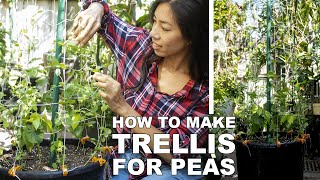 How To Make Pea Trellis For Pots DIY [upl. by Areem956]