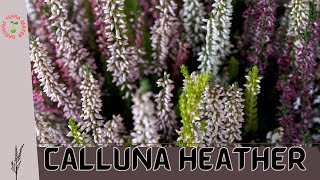 Calluna Heather Calluna vulgaris Adding Beauty and Charm to Your Garden Landscape [upl. by Adiol]