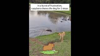 Capybaras Unexpected Workout Thanks to a Dog capybara funny animals [upl. by Naux287]