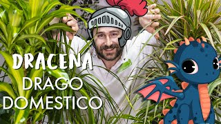 Dracena come prendersi cura di un drago di pianta [upl. by Akeemahs]