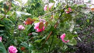 Irish Permaculture Cottage Garden at Midsummer [upl. by Naivad]