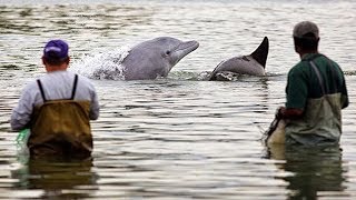 Une entraide incroyable entre pêcheurs et dauphins   ZAPPING NOMADE [upl. by Laehcor]