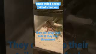 Knob tailed gecko tail information🦎🦎knobtailedgeckos [upl. by Lombard]