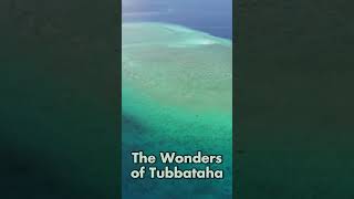 Wonders of Tubbataha Reefs [upl. by Euqinitram]