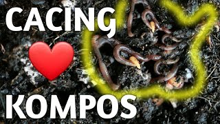 MEMBUAT KOMPOS DENGAN BANTUAN CACING TANAH  Worm loves compost [upl. by Baram]