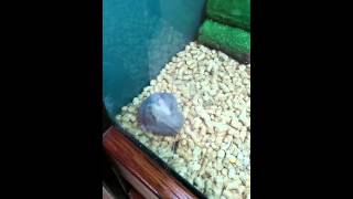 DWARF HAMSTERS KILL EACHOTHER [upl. by Roseanne]