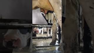 Robotic milking fullwood JOZ merlin M2 [upl. by Lyontine313]