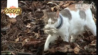 편집하다 울었다 목에 쇠링을 차고 쓰레기를 줍는 고양이 이야기ㅣCat With An Iron Ring Around Her Neck Picks Up Trash Because [upl. by Aicelef]