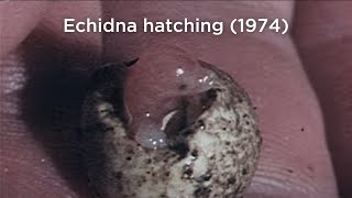 Echidna hatching 1974 [upl. by Laeria123]