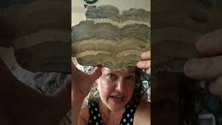 Rock Talk Fossil Stromatolite [upl. by Ofilia]