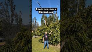 Dendrocalamus Giganteus “Dragon Bamboo” 🐉🎋❤️ bamboo dendrocalamus giganteus gardening eatable [upl. by Aistek242]