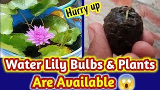 Water Lily Bulbs And Plants Are Available😱 waterlilyplant waterlily aquaticplant [upl. by Notlehs]