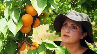 Apricot Picking and Homemade Jam in the Village [upl. by Mccready]