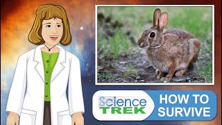 Animal Adaptation How to Survive  Science Trek [upl. by Anatole]