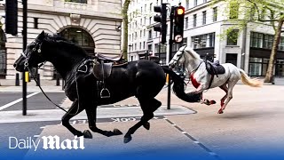 Five injured as escaped Household Cavalry horses bolt through London in six mile rampage [upl. by Philps]