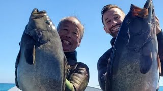 cedros island spearfishing yellowtail  grouper [upl. by Adlanor701]