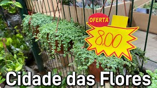 Plantas partir R800  Ceaflor Holambra [upl. by Pinette]