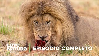 DEPREDADOR vs PRESA en la Sabana Africana 🗺️  Iconos de la Vida Silvestre 🌄 Ep 5  Love Nature 🍃 [upl. by Ecilegna]