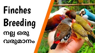 Finches Birds Breeding is a good income source for beginners  Finches Bird Malayalam  Pet Plant [upl. by Aihgn]