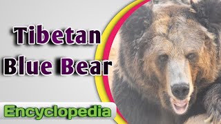 Tibetan Blue Bear  Audio  Video Encyclopedia [upl. by Enailil]