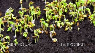 Cress Seeds Germination and Growth Timelapse [upl. by Biagi]