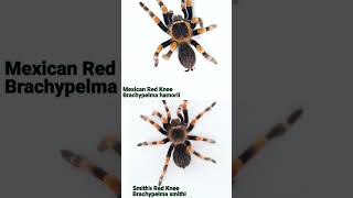 Brachypelma smithi vs hamorii  can YOU tell the differences between Red Knee Tarantulas [upl. by Lanette]