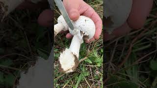 Agaricus arvensis OTTIMO🍴  Pillole di Micologia  Conoscere i Funghi con Giacomo Jack IspMicologo [upl. by Ahsilahk]