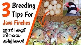 Java Finches Breeding Tips  Java Sparrow  Finches Bird Malayalam  My Pet Plant [upl. by Halland]