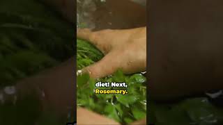 Boost Your Garden and Health Grow Parsley Rosemary amp Thyme Today 🌱 [upl. by Ysak]