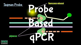 Probe Based Quantitative PCR  Probe based qPCR  Real Time PCR Using Taqman Dye [upl. by Luciano]