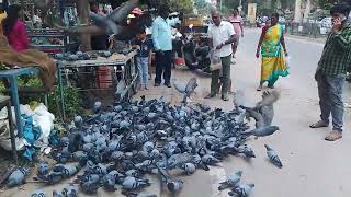 Indian Pigeon High Flying  भारत की शानदार नस्लों के कबुतर  Rajasthani pakshipremi [upl. by Stevens]