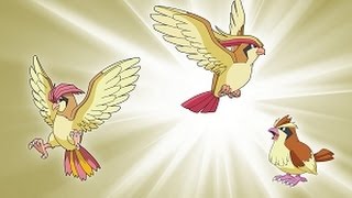 Evolução Evolution Pidgey  Pidgeotto  Pidgeot POKÉMON GO [upl. by Jehial]