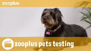 Pipa  zooplus pets testing PURINA PRO PLAN Fortiflora Canine Probiotic [upl. by Ahsaet875]